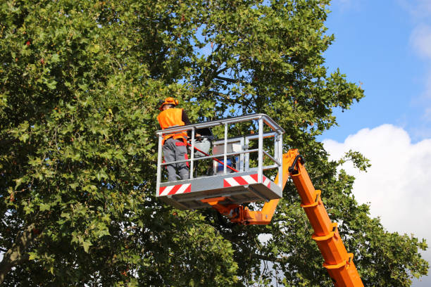 Trusted Terre Du Lac, MO Tree Care Services Experts